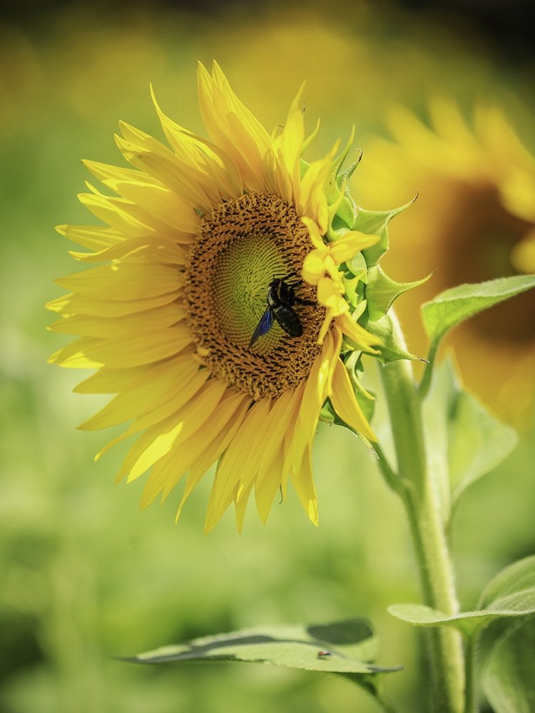 Les 15 meilleures fleurs pour les jardiniers débutants