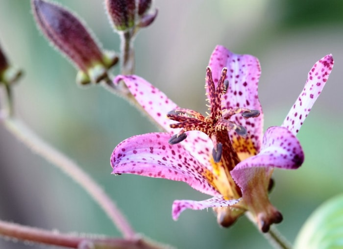 plantes qui aiment l'ombre