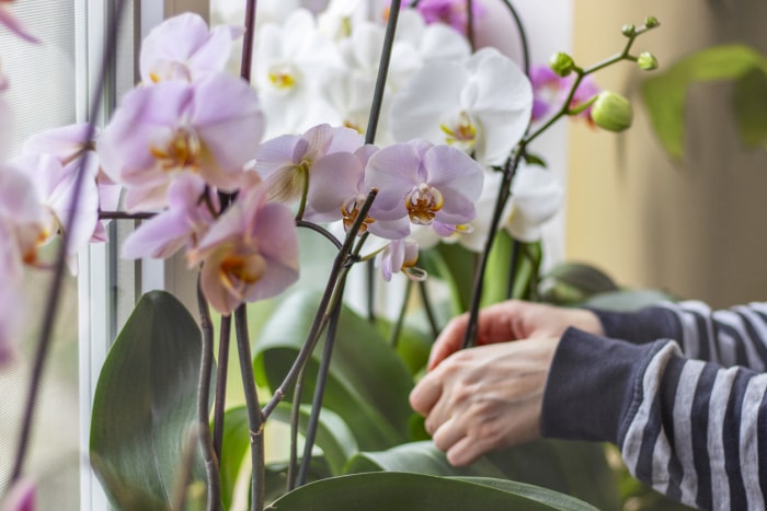 Les 8 pires plantes d'intérieur pour les personnes allergiques