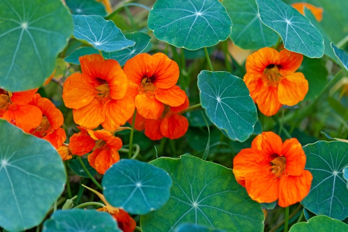 Fleurs de capucine orange avec des feuilles vertes rondes.