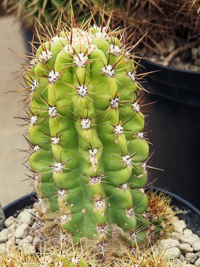 13 types de cactus que vous pouvez cultiver à la maison