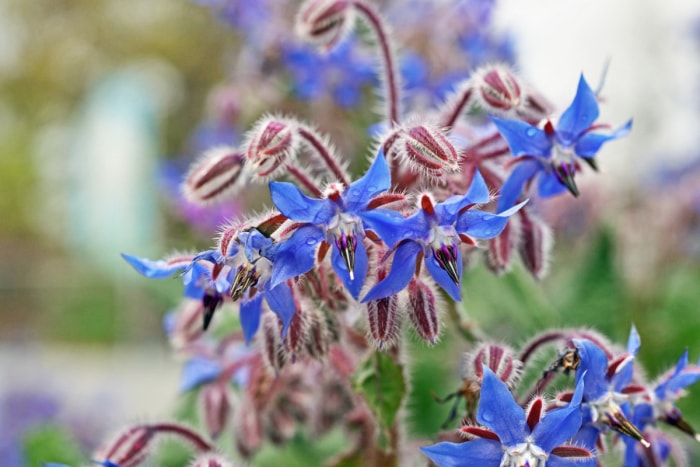 Gros plan sur des fleurs de bourrache bleues dans le jardin.