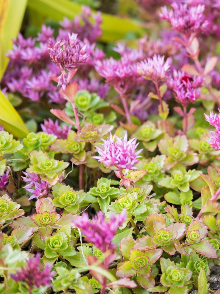 Les 15 meilleures fleurs pour les jardiniers débutants