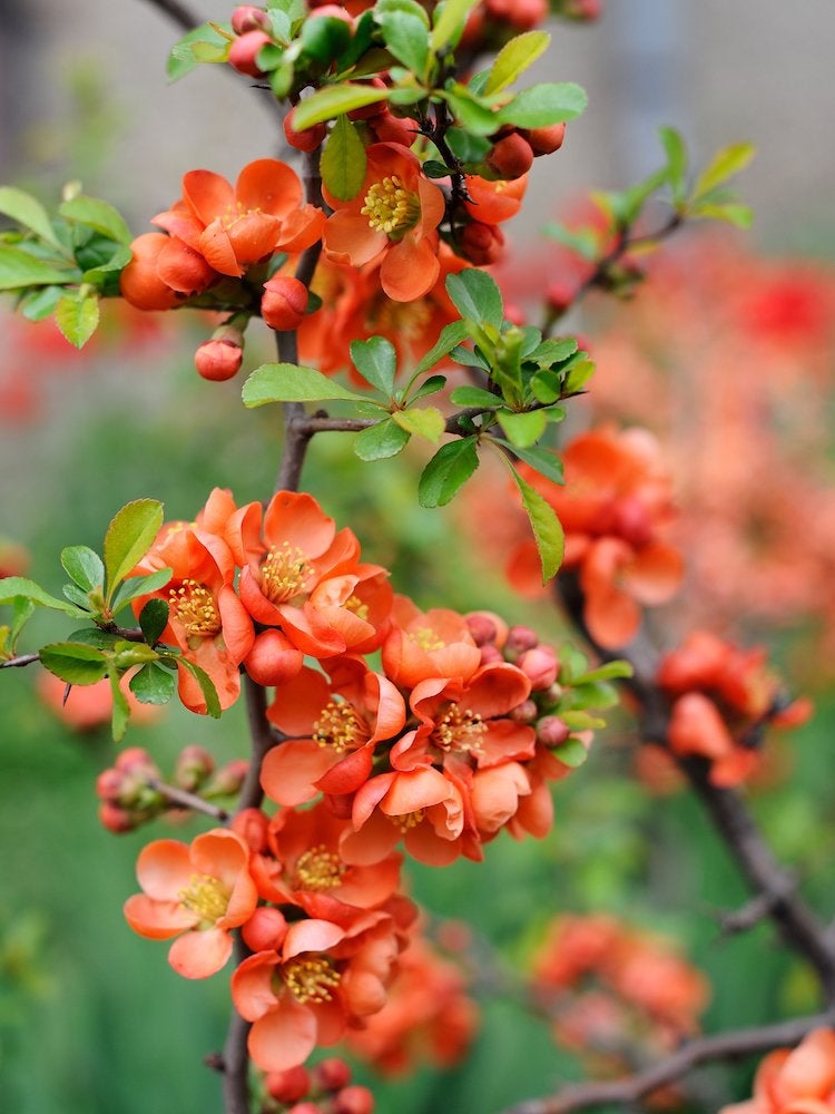 plantes qui aiment l'ombre