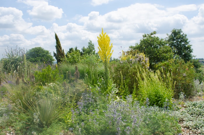 Cour arrière avec plantes indigènes locales.