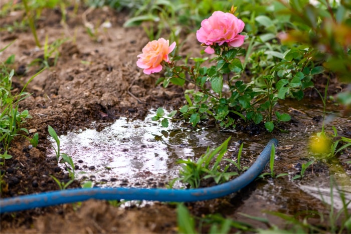 Arrosage de rosiers roses avec un tuyau d'arrosage, l'eau s'accumulant autour du buisson.