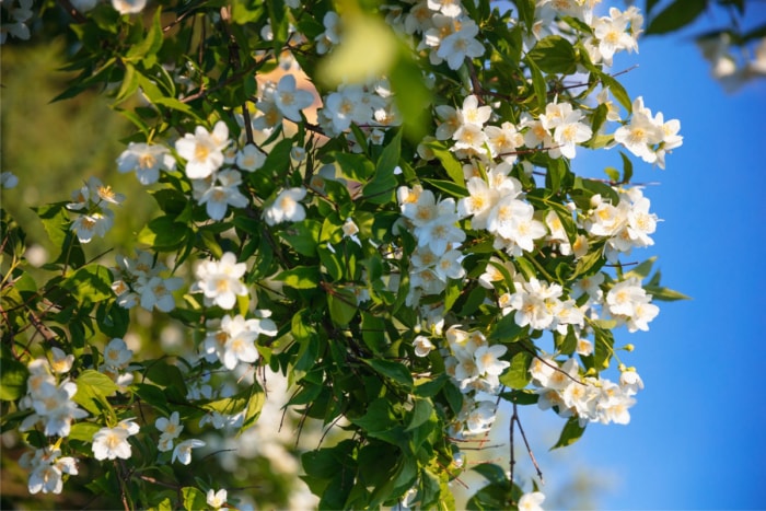 plantes odorantes