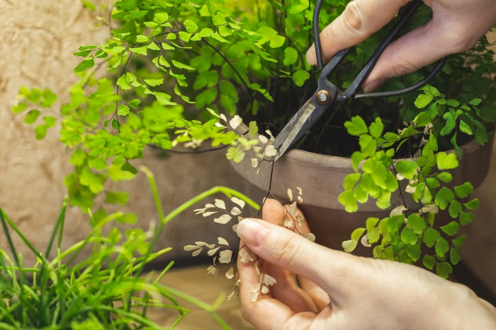 entretien de la fougère maidenhair