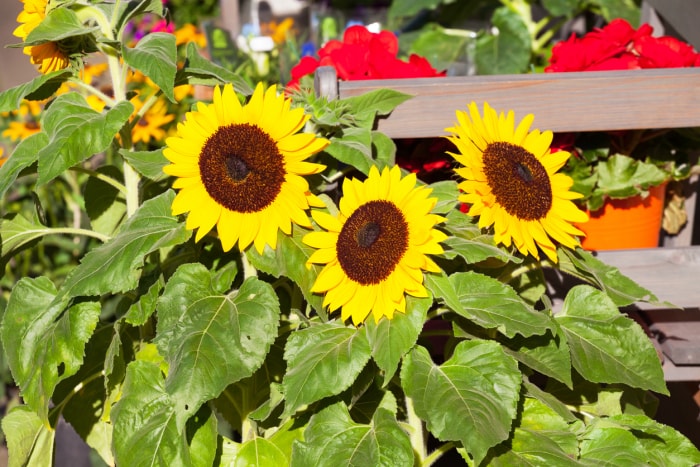 Grandes fleurs de tournesol dans un jardin en Allemagne