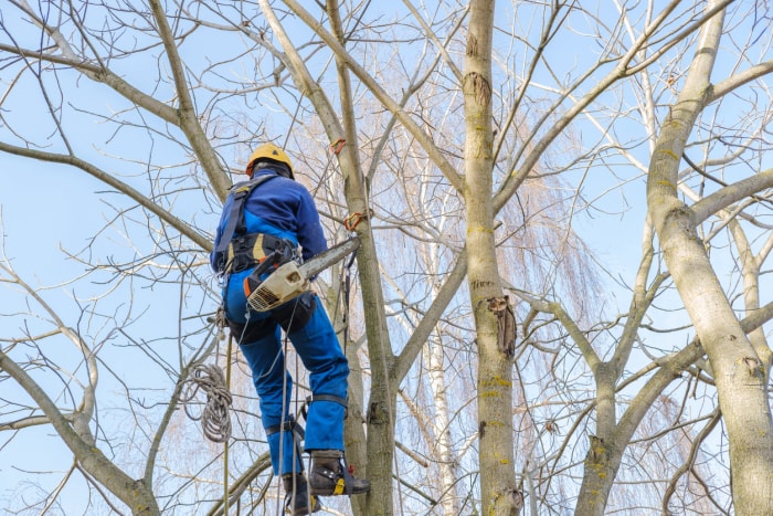 iStock-1354075918 choses qu'un paysagiste peut faire Coupe professionnelle d'arbre suspendu à de grandes branches nues d'un noyer