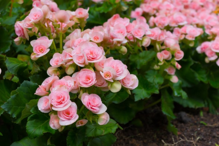 Bégonias roses poussant dans un jardin familial.