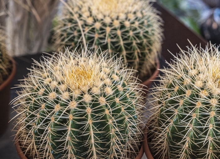 13 types de cactus que vous pouvez cultiver à la maison