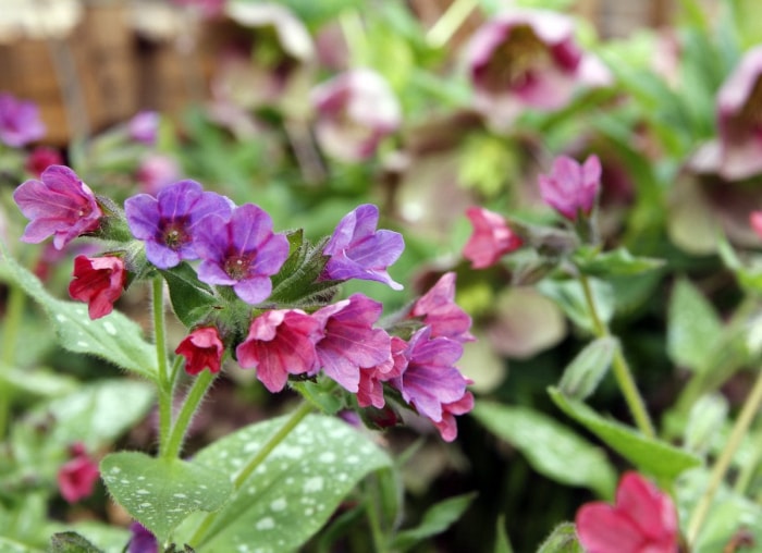 plantes qui aiment l'ombre