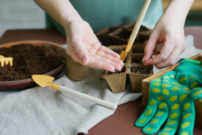 iStock-1368561309 jardinage en haute altitude Processus de plantation de graines dans le sol. Cultiver les jeunes plants. Outils de jardinage