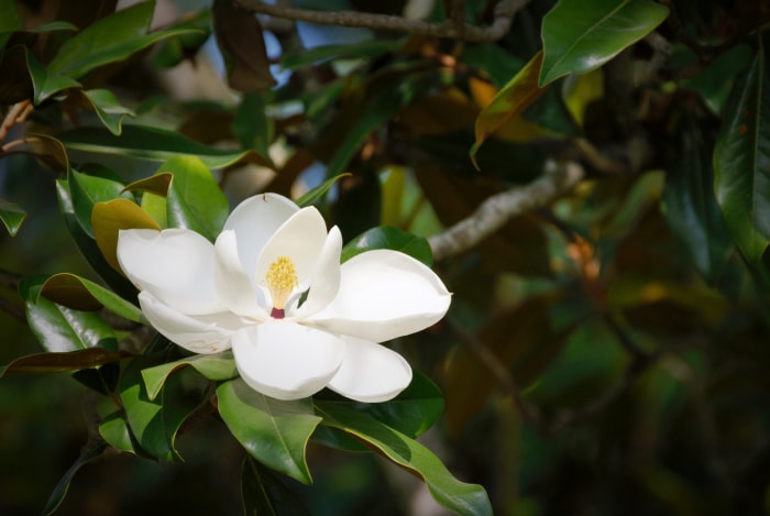 plantes d'extérieur que l'on peut multiplier à partir de boutures