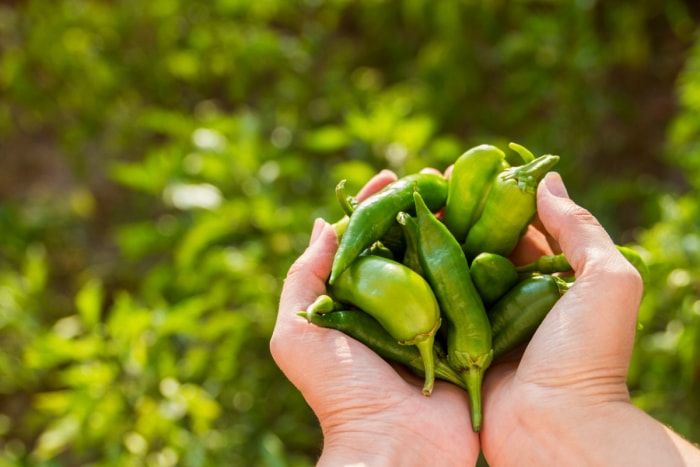 comment cultiver les jalapenos - mains tenant les jalapenos