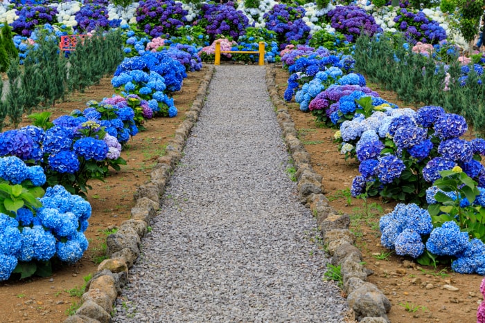 Hortensia bleu, violet et blanc poussant dans un jardin autour d'un sentier pédestre.