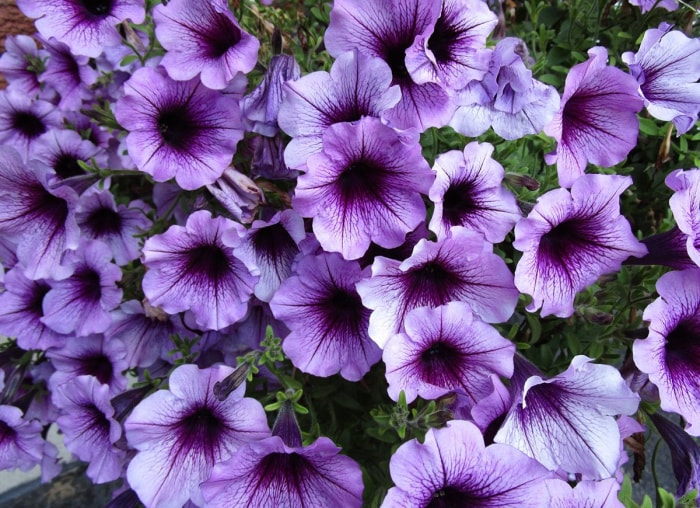 Les 15 meilleures fleurs pour les jardiniers débutants