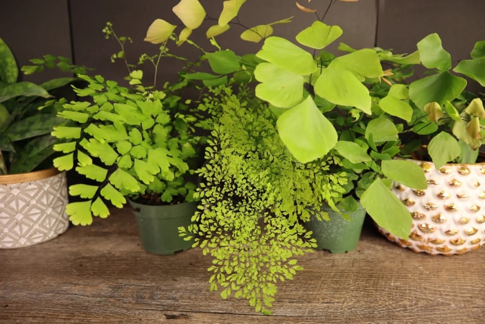 entretien de la fougère maidenhair