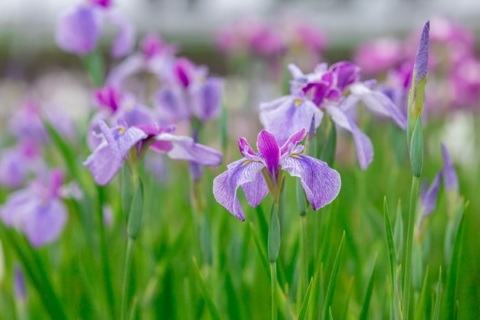 Fleurs d'iris violet