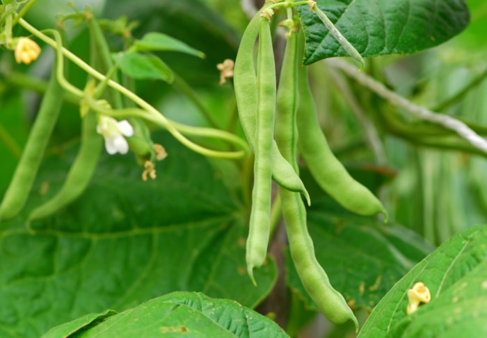 Plante de haricots verts avec des lianes grimpantes et des gousses de haricots.