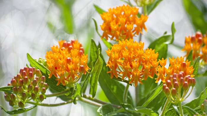 Asclépiade tubéreuse, Asclepias tuberosa