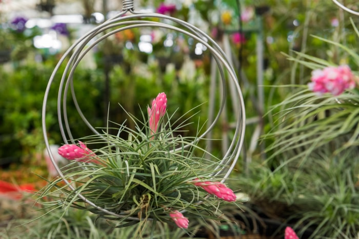 La plante d'air Tillandsia houston (Hybride avec stricta X recurvifolia) est en train de fleurir.