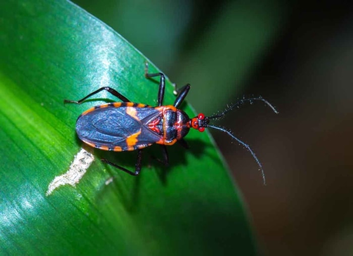 Voici les insectes les plus dangereux d'Amérique