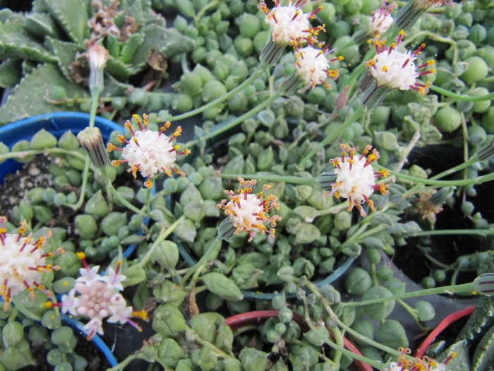 Perles à fleurs blanches