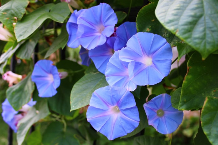 Un groupe de fleurs de ipomée violettes sur des lianes vertes.