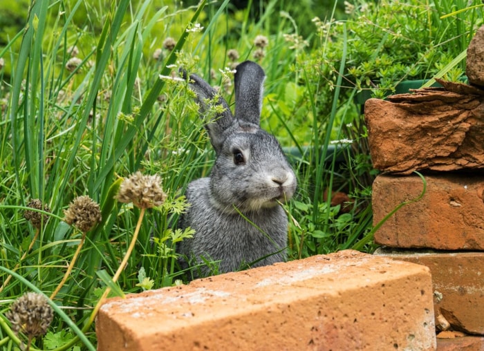 10 problèmes courants dans le jardin et comment les résoudre