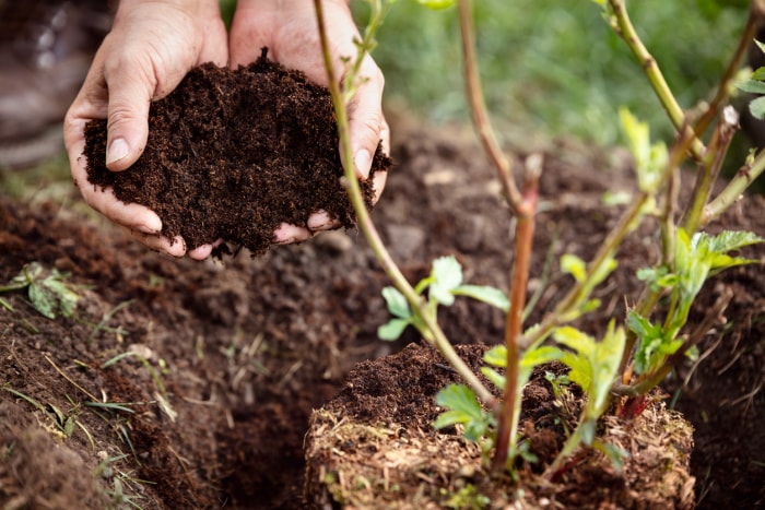 iStock-1092026508 Avantages des vers de terre Gros plan, mains d'homme tenant de l'humus de sol ou du paillis, plante de mûre à côté