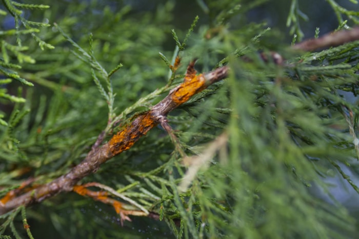 Juniperus virginiana avec la rouille de la pomme du cèdre