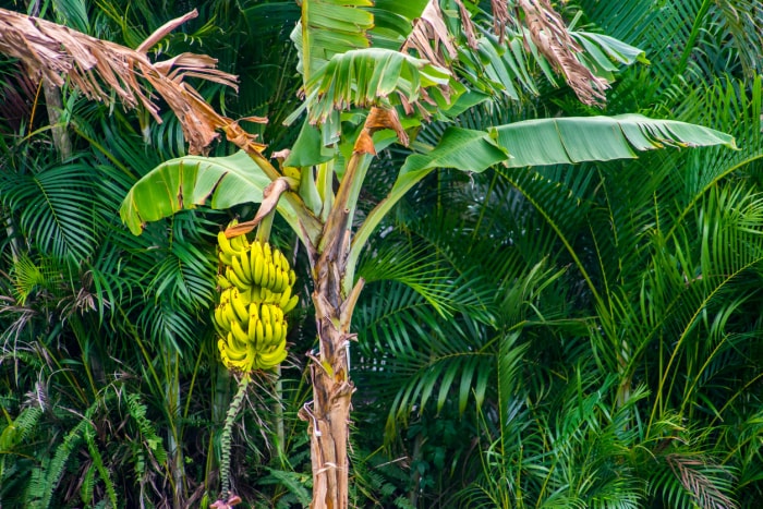 Bananes mûres poussant sur un grand arbre avec un fond tropical.