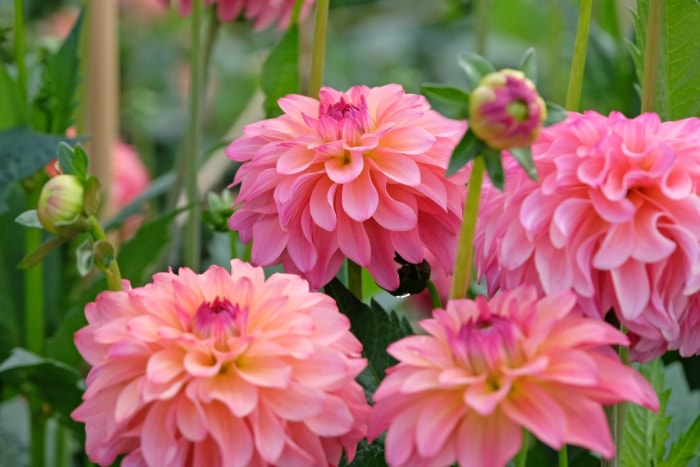 Grandes fleurs roses et rondes de Dahlia dans le jardin.