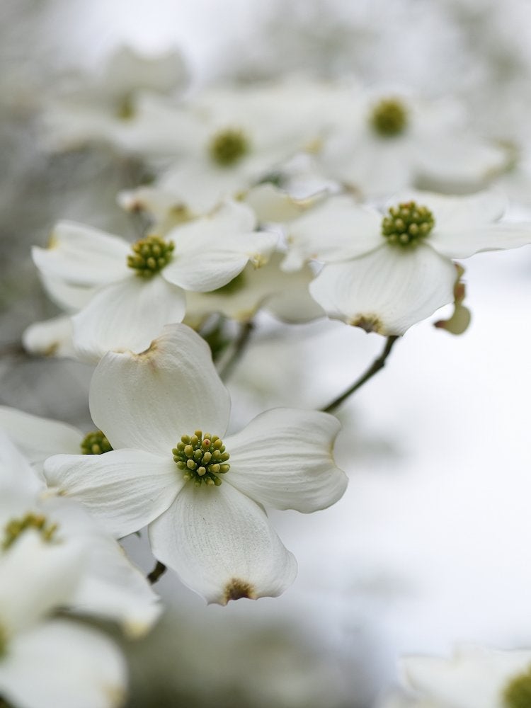 plantes qui aiment l'ombre