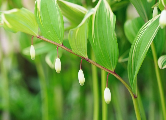 Les 15 meilleures fleurs pour les jardiniers débutants