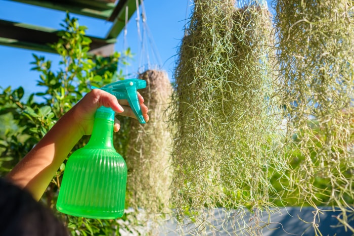 Gros plan d'un enfant arrosant à la main une plante de mousse espagnole en plein soleil à l'aide d'un pulvérisateur, jardinage domestique dans le jardin, la mousse espagnole est Tillandsia usneoides dans le nom scientifique.