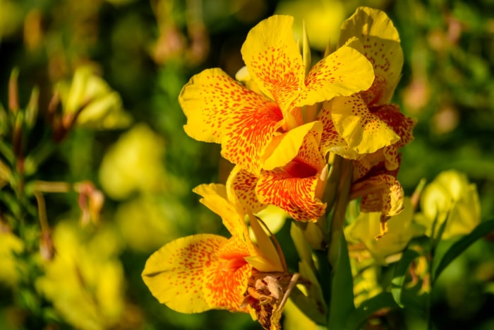 Fleurs de lys canna jaunes avec des éclaboussures de couleurs orange sur les pétales.