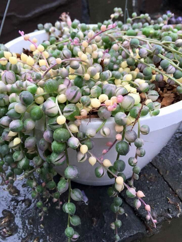 Collier de perles panaché dans un pot après avoir été arrosé