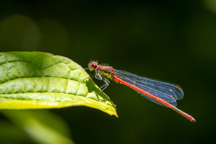 Demoiselle