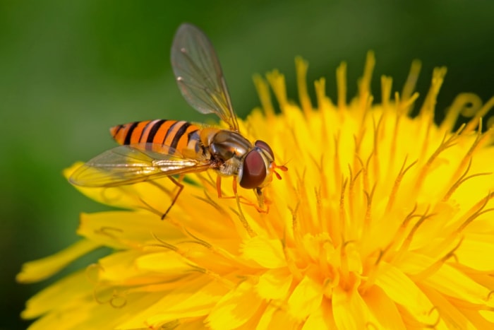 Syrphe sur une fleur jaune