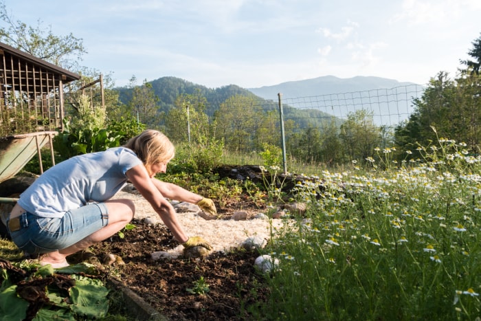 iStock-1170341903 jardinage en altitude femme déposant de la sciure de bois pour protéger les plantes