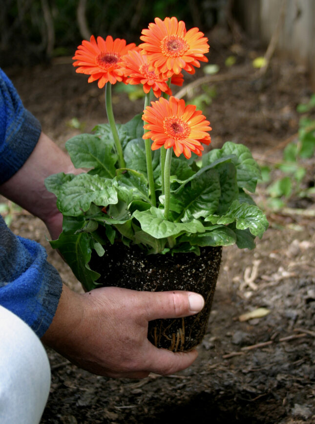 Les mains du jardinier plantent des marguerites gerbera orange non potées à l'extérieur