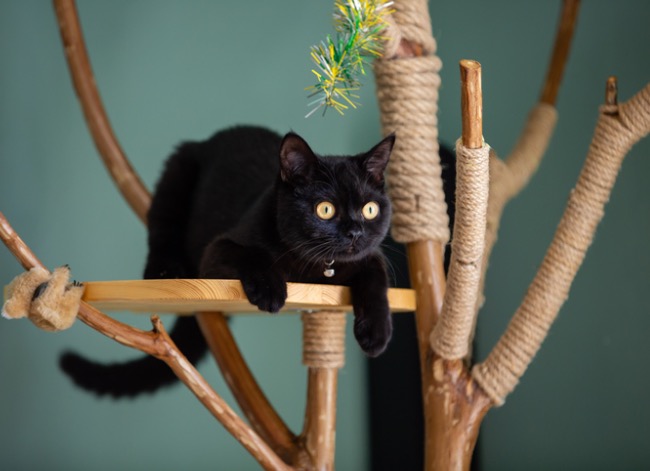 Comment éloigner les chats des comptoirs