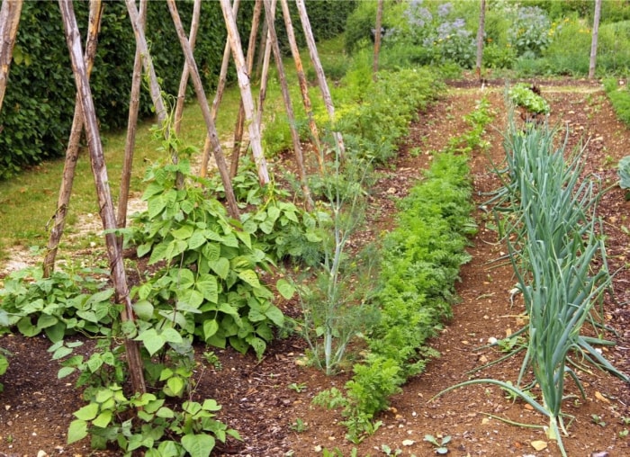 10 choses que j'aurais aimé savoir avant de commencer un jardin