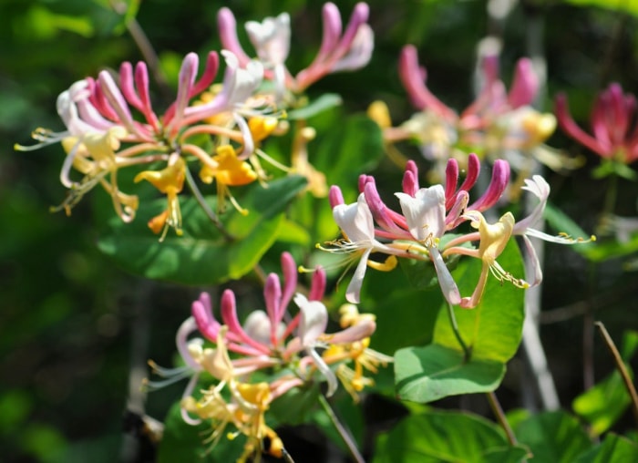 10 plantes grimpantes faciles à contrôler