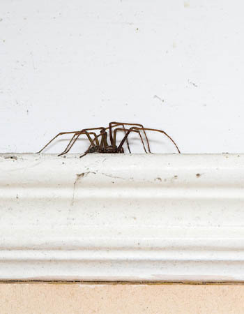 Pourquoi y a-t-il tant d'araignées dans ma maison ? Les araignées ont un accès facile