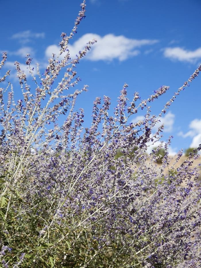 Les 15 meilleures fleurs pour les jardiniers débutants