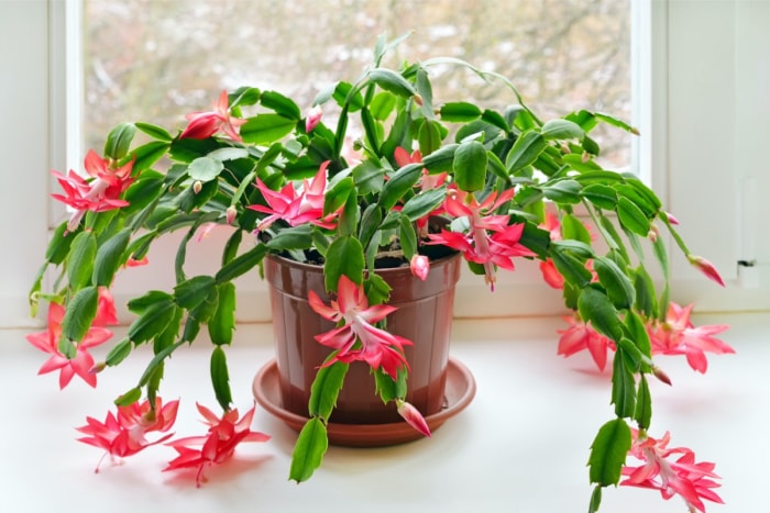 les meilleures plantes d'intérieur pour tous les pouces verts